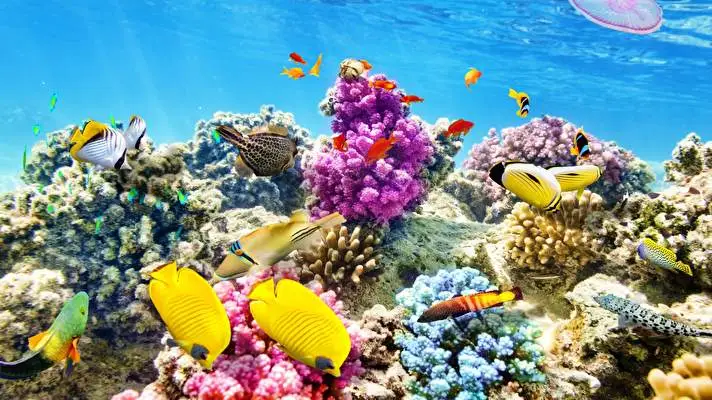 Coral theme for Windows 10 Slideshow image 4