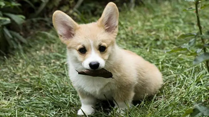 Corgi thème pour Windows 10 Image de diaporama 1