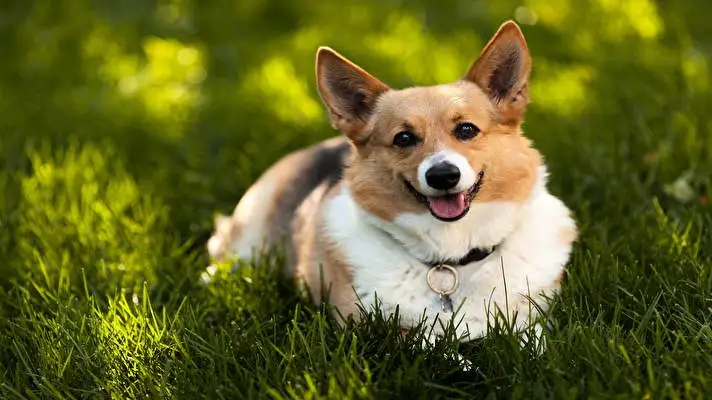 Corgi thème pour Windows 10 Image de diaporama 2