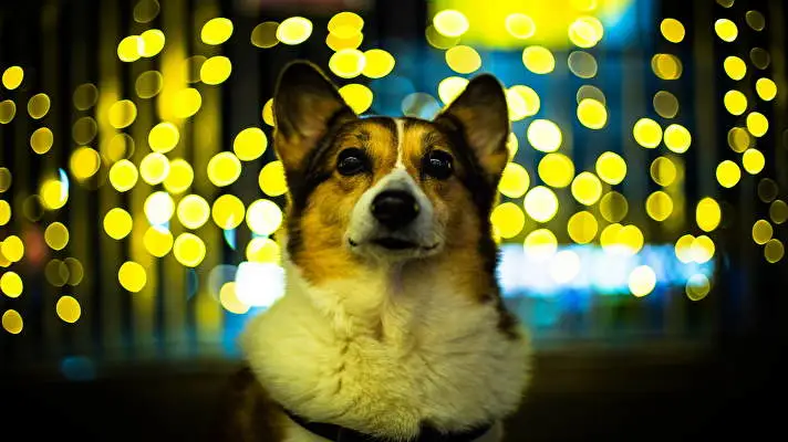 Corgi thème pour Windows 10 Image de diaporama 3