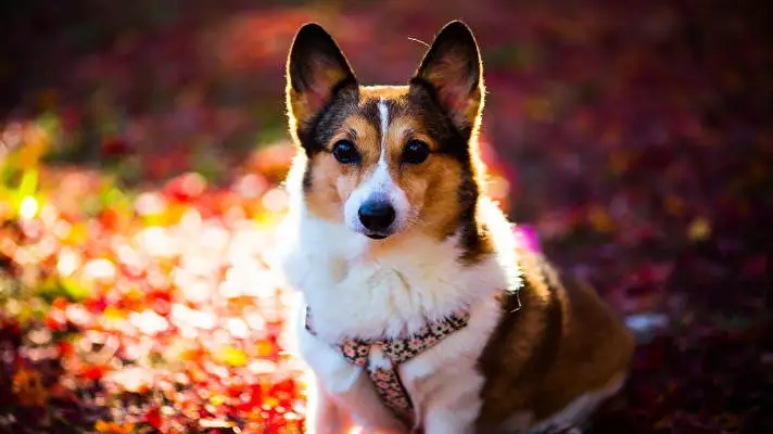 Corgi thème pour Windows 10 Image de diaporama 4