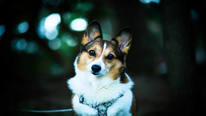 Corgi thème pour Windows 10 Image de diaporama 5