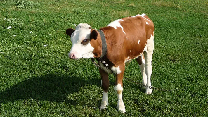 Cow theme for Windows 10 Slideshow image 3