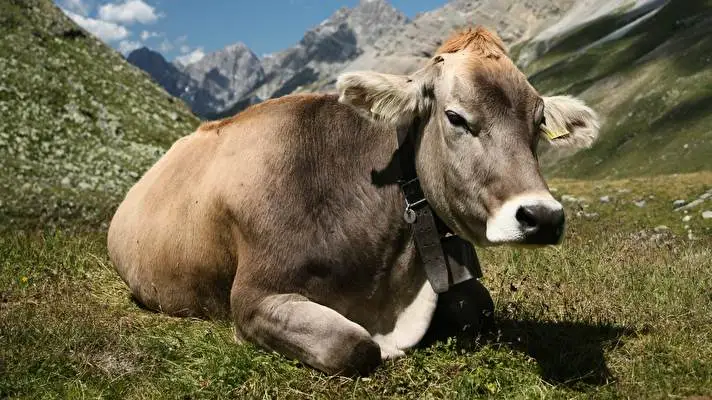 Cow theme for Windows 10 Slideshow image 4