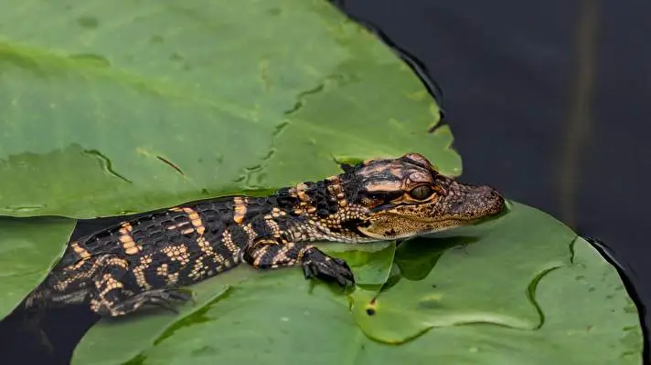 Crocodile theme for Windows 10 Slideshow image 1