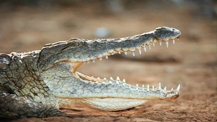 Crocodile theme for Windows 10 Slideshow image 2