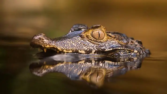 Crocodile theme for Windows 10 Slideshow image 4