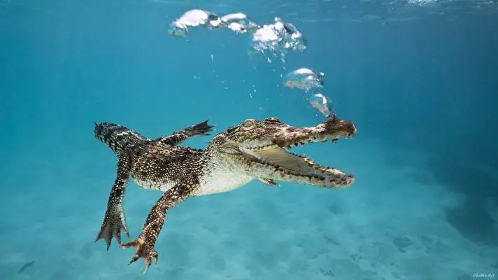 Crocodile theme for Windows 10 Slideshow image 5