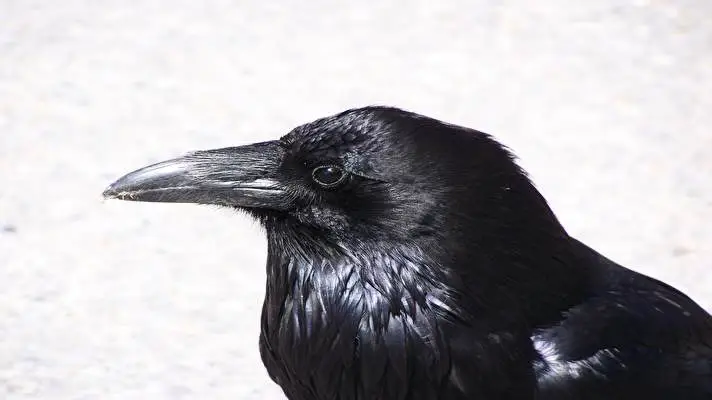 Crow theme for Windows 10 Slideshow image 4