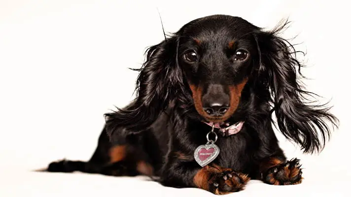 ダックスフント Windows 10用テーマ スライドショー画像 1