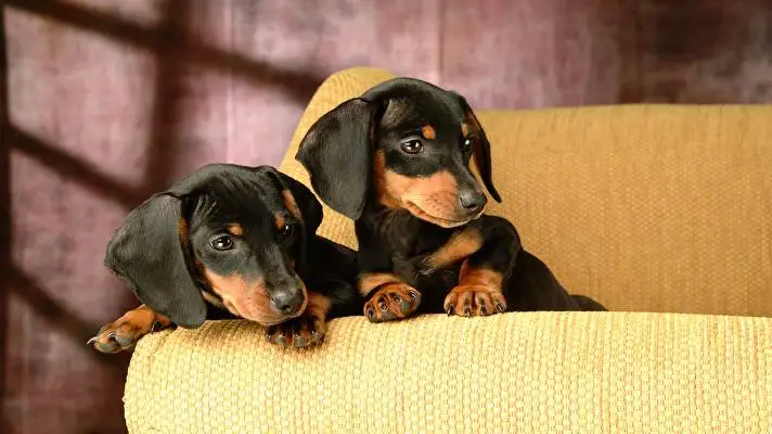 ダックスフント Windows 10用テーマ スライドショー画像 2