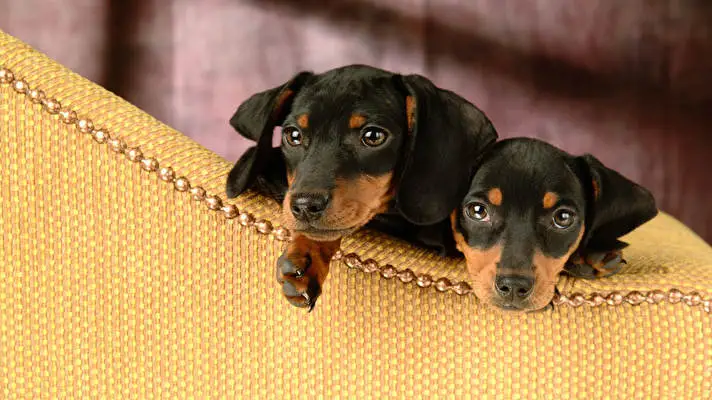 ダックスフント Windows 10用テーマ スライドショー画像 3