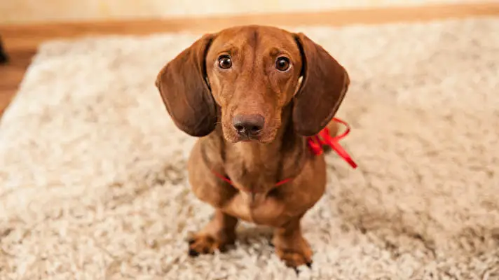 ダックスフント Windows 10用テーマ スライドショー画像 5