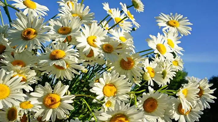 Daisy theme for Windows 10 Slideshow image 1