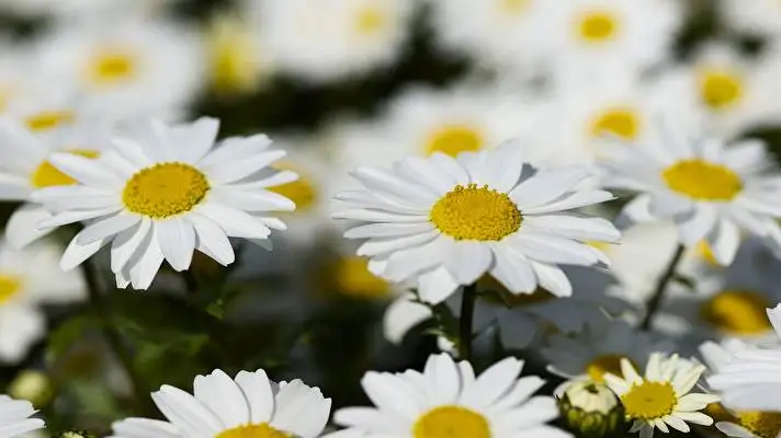 Daisy theme for Windows 10 Slideshow image 2