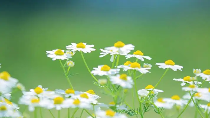 Daisy theme for Windows 10 Slideshow image 3