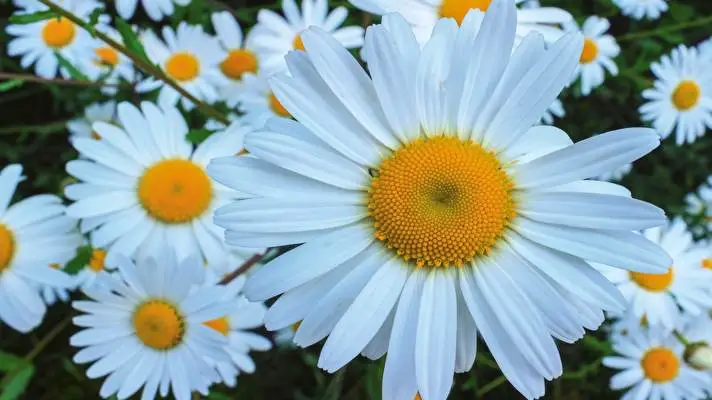 Daisy theme for Windows 10 Slideshow image 4