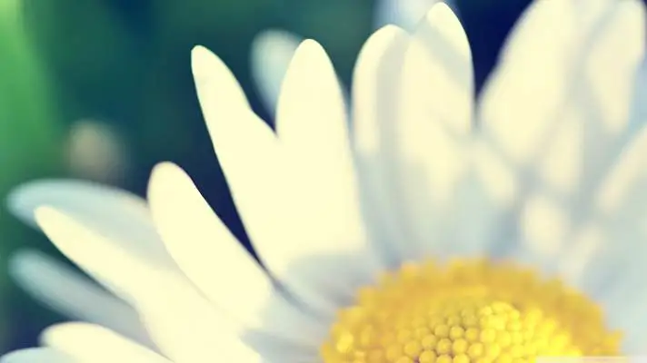 Daisy theme for Windows 10 Slideshow image 5