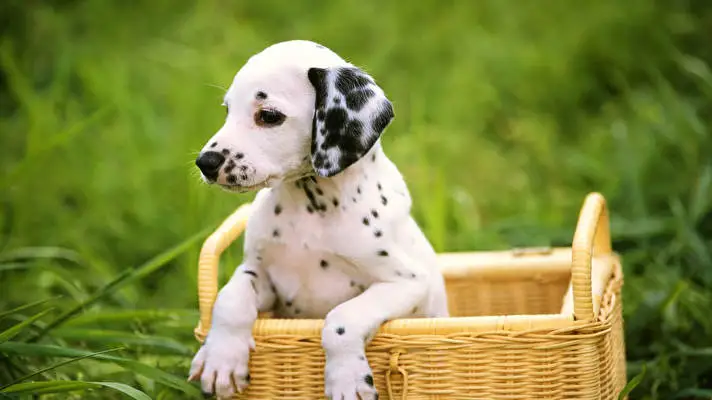 Dalmatian theme for Windows 10 Slideshow image 1