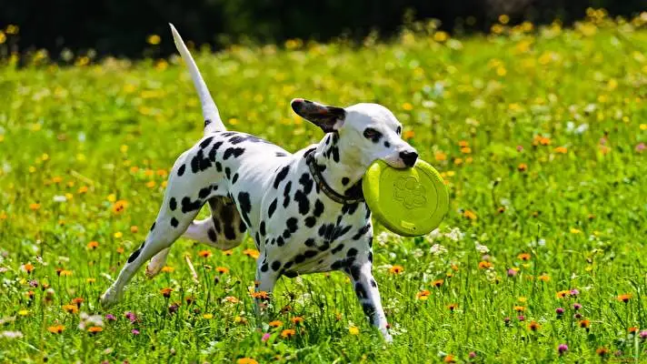 Dalmatian theme for Windows 10 Slideshow image 5