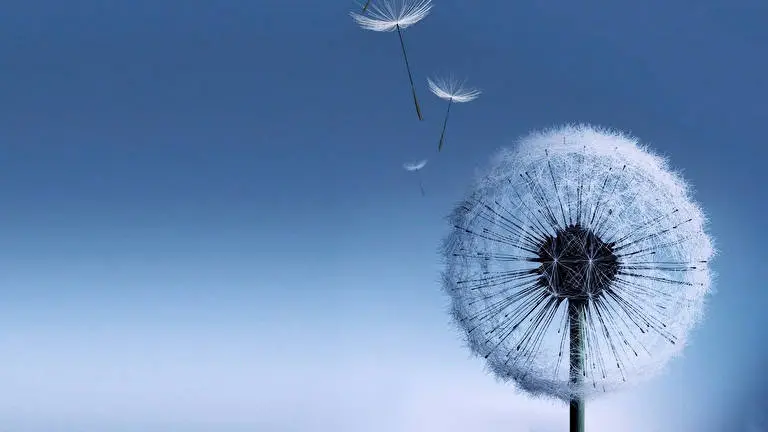 Dente di leone tema per Windows 10 Immagine di presentazione 5