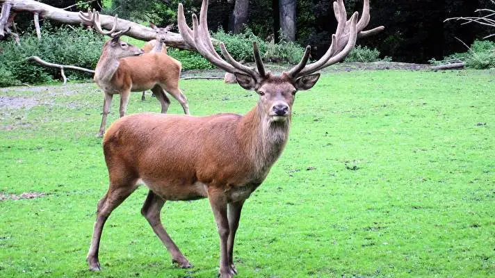 Deer theme for Windows 10 Slideshow image 2