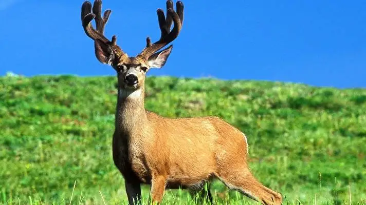 Deer theme for Windows 10 Slideshow image 3