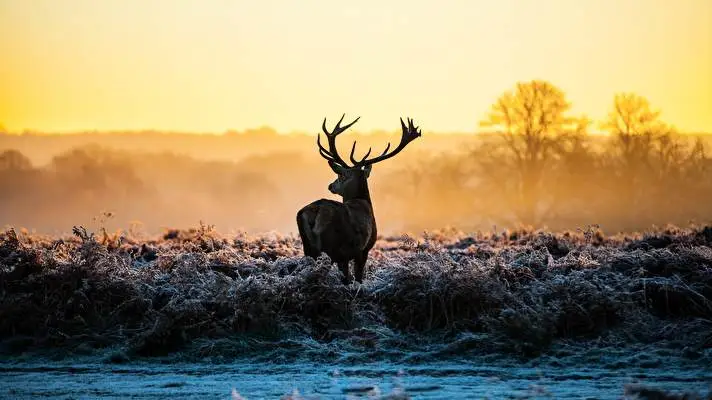 Deer theme for Windows 10 Slideshow image 4