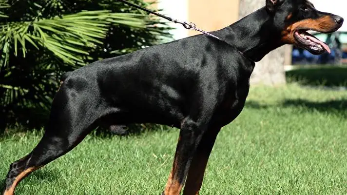 Doberman theme for Windows 10 Slideshow image 1