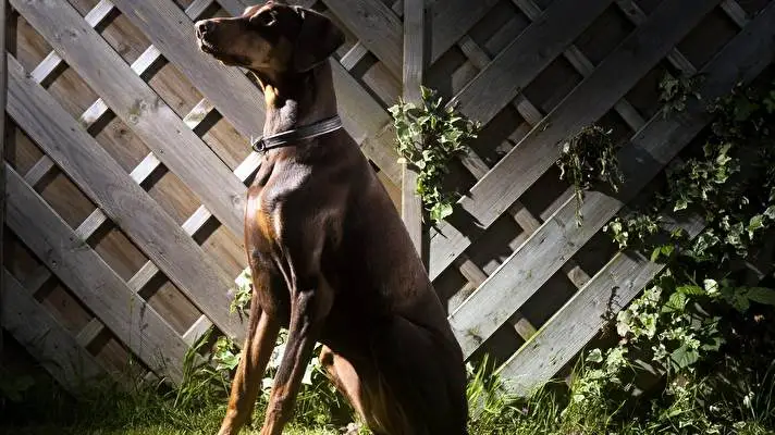 Doberman theme for Windows 10 Slideshow image 2