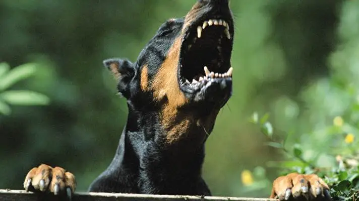 Doberman theme for Windows 10 Slideshow image 3