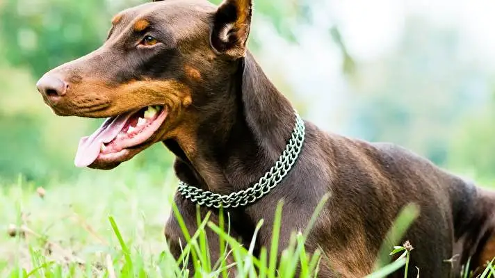 Doberman theme for Windows 10 Slideshow image 4