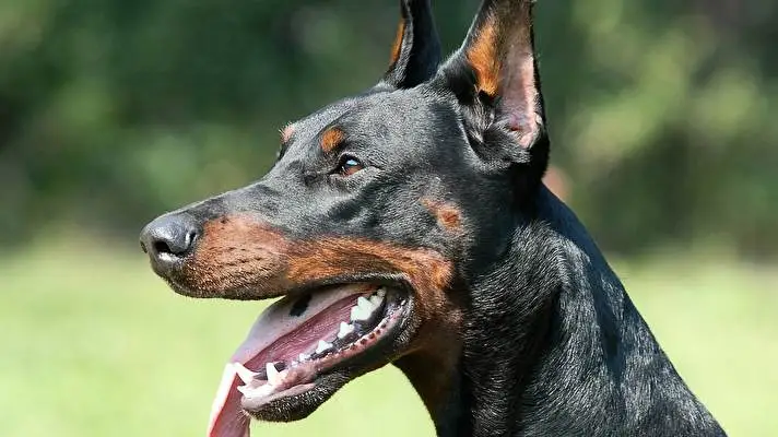 Doberman theme for Windows 10 Slideshow image 5