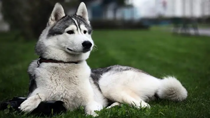 Dog theme for Windows 10 Slideshow image 2