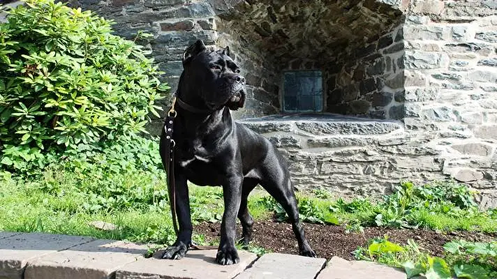 Dog theme for Windows 10 Slideshow image 3