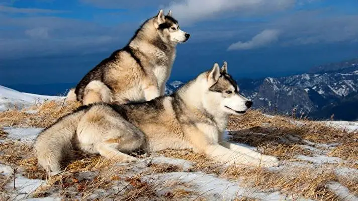 Dog theme for Windows 10 Slideshow image 5