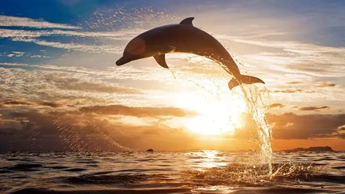 돌고래 Windows 10용 테마 슬라이드쇼 이미지 2