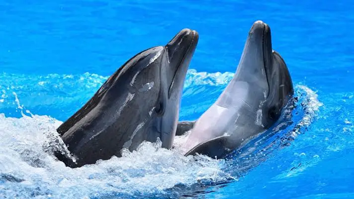 돌고래 Windows 10용 테마 슬라이드쇼 이미지 3