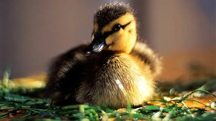 Rață temă pentru Windows 10 Imagine diapozitiv 3