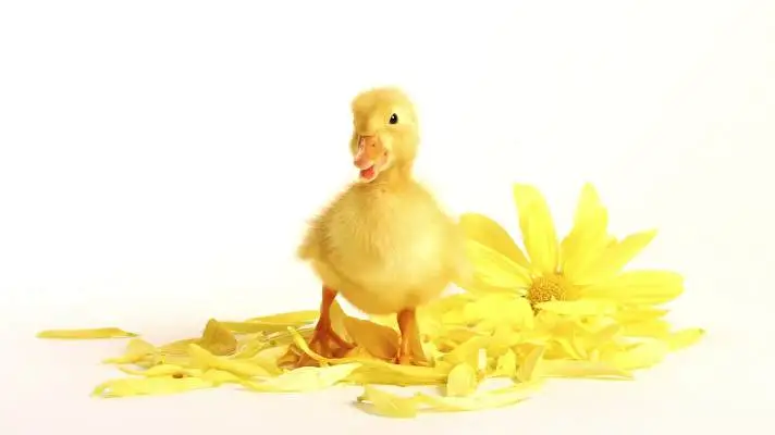 Rață temă pentru Windows 10 Imagine diapozitiv 4