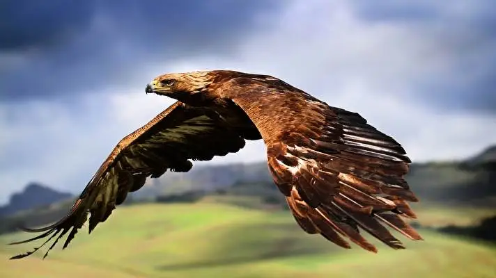 Eagle theme for Windows 10 Slideshow image 1