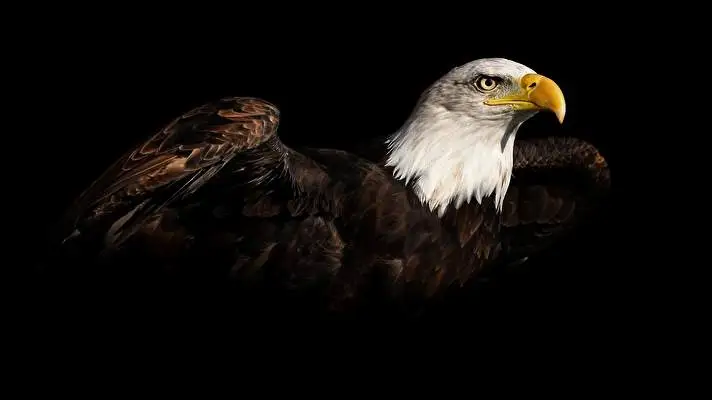 Eagle theme for Windows 10 Slideshow image 2