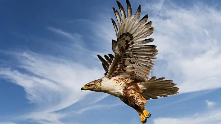 Eagle theme for Windows 10 Slideshow image 3