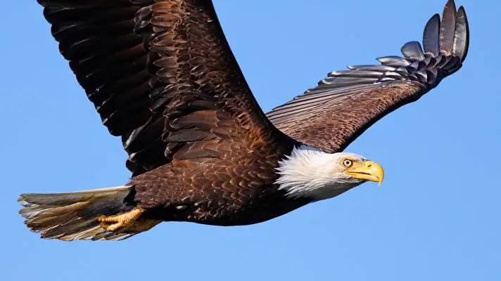 Eagle theme for Windows 10 Slideshow image 4