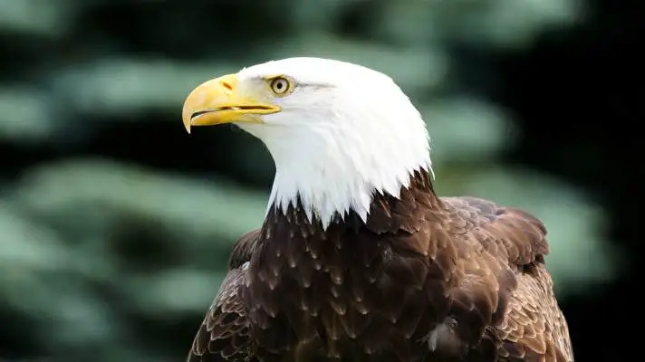 Eagle theme for Windows 10 Slideshow image 5