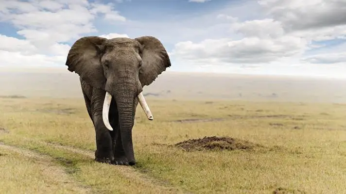 Elephant theme for Windows 10 Slideshow image 2