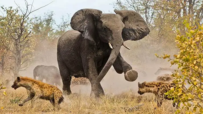 Elephant theme for Windows 10 Slideshow image 3