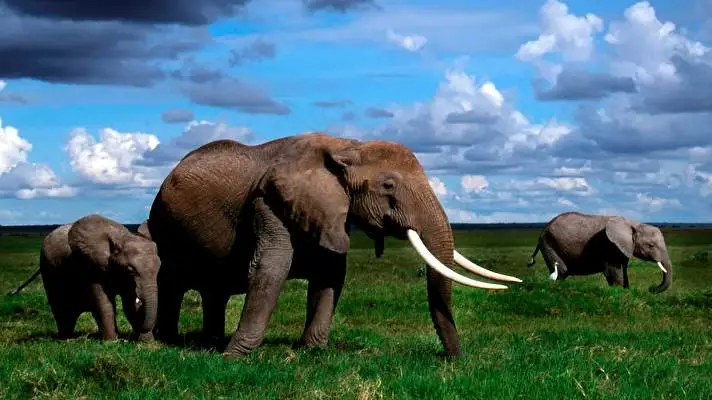 Elephant theme for Windows 10 Slideshow image 4