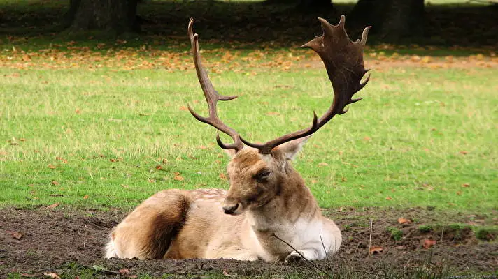 Elk theme for Windows 10 Slideshow image 2