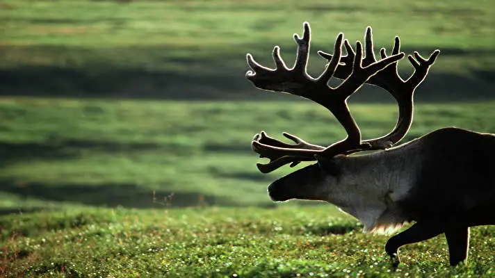 Elk theme for Windows 10 Slideshow image 4